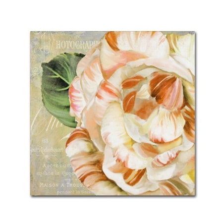 Color Bakery 'Camellias I' Canvas Art,24x24